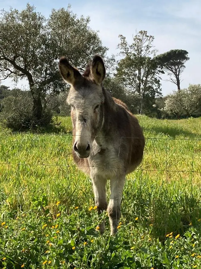 Agriturismo Is Conchisceddas Gonnosfanàdiga 0*,  Italia